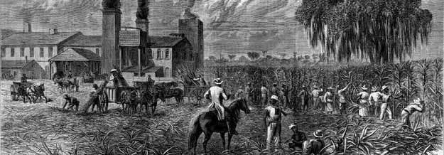 Sugar plantation circa 1870's