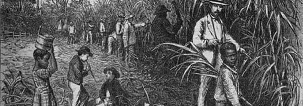 Sugar-cane plantation circa 1870's