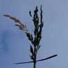 Hand holding grass against blue sky