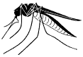 a mosquito 