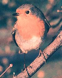 Robins have long been associated with Christmas