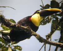 The Ecuadorian cloudforest is home to a rich diversity of wildlife, including the choco toucan...