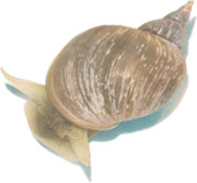 A memory for learning: the pond snail
