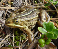 Return of the native: northern pool frog (Image courtesy of Jim Foster/English Nature)