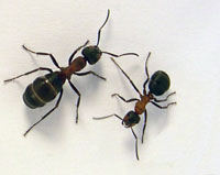 Sweet memories: Fed (left) and unfed wood ants