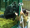A gorilla engages with the camera at Port Lympne