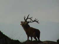 Female red deer prefer the roars of larger males