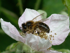 A honey bee forager at work on a bramble flower