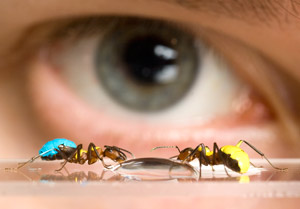 Keeping an eye on the secret life of ants for the Brighton Science Festival