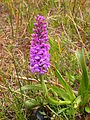 A purple flower in the grass

Description automatically generated with medium confidence