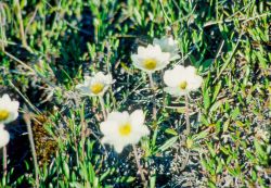 Dryas flower