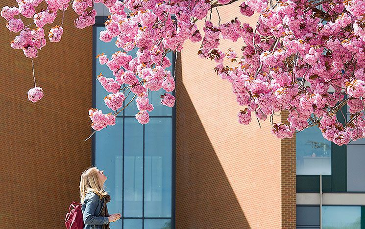 A girl looks at blossom on a tree outside the jubilee building