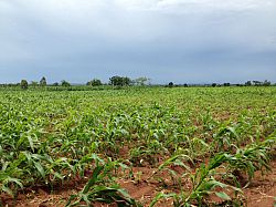 Landscape of crop field in Africa