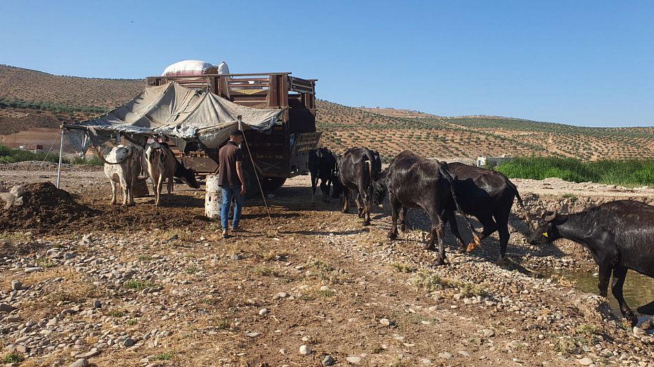 livestock farming in Syria