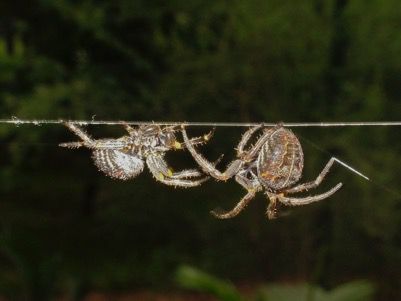 two Brazilian spiders