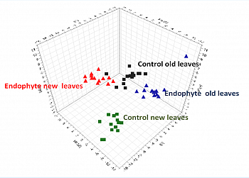 plsda endophyte