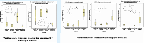 endophyte metab