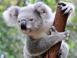 Koala Bear2 - iStockphoto