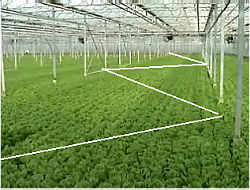 w Sampling Design for Lettuce