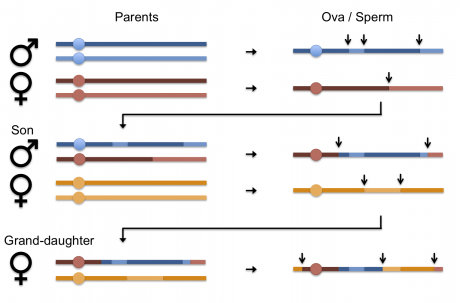 Diagram depicts how genetic variation within individual chromosomes aries from recombination events arising during gametogenesis between maternally and paternally inherited copies of each chromosome