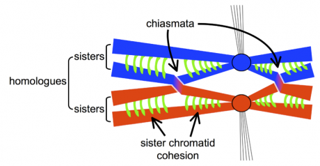 A pair of homologous chromosomes (a bivalent) are shown connected by one chiasma (he site of a recombination event) in each pair of chromosome arms. Recombination events enable homologues to be held together via the sister chromatid cohesion molecules distal to each chiasma