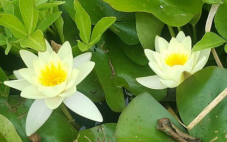 Two yellow water lilies