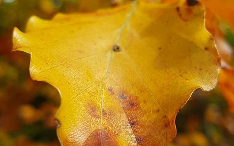 Closed up of a yellow leaf in autumn
