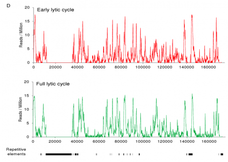 chip seq EBV