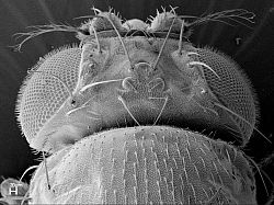 Fruitfly Head