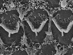 Hair Cells in the Cochlea