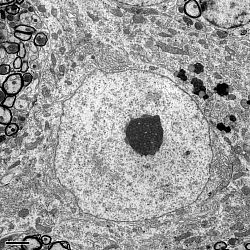 Mouse Spinal Cord Motor Neuron