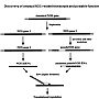 Discovery of unusual NOS-related transcripts and possible functional role