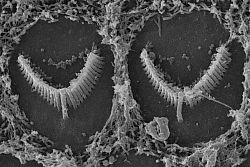 SEM outer hair cells