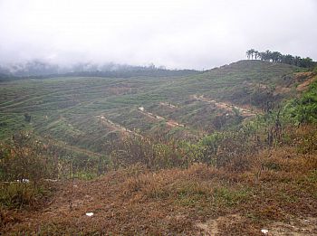 France wants our palm oil, so we need more big plantations? (Pahang)