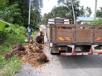 Workers loading oil palm fruits produced from a smallholding. Note the village in the background. (Selangor)