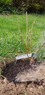 Planting Janaki Ammal rose hybrid