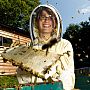 JRA Amanda Kuepfer has been working in the Laboratory of Apiculture and Social Insects (LASI), to better understand landscapes that encourage honey bees
