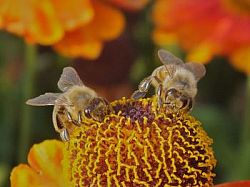 bees LASI research
