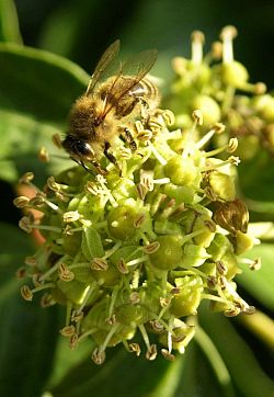 Honey bee on ivy