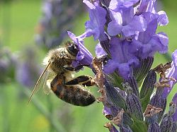 Honey bee on lavender flower
