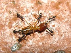 Longhorn Crazy ants
