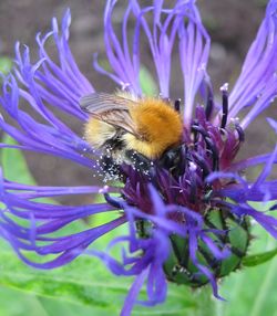 Pollinators such as bumblebees might not be the only wildlife affected by neonicotinoids, says new research