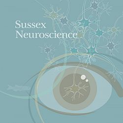neuroscience illustration (research review)