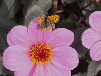 Open-flowered dahlias attracted pollinators including this Small Copper butterfly