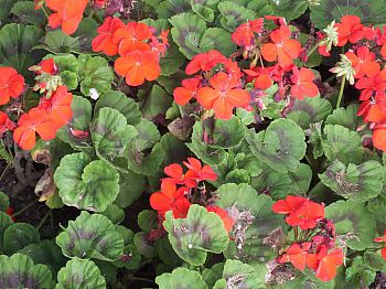 Pelargoniums attracted the fewest pollinating insects