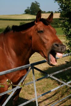 A photo of a horse with its mouth open and lips curled out