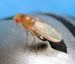 A fruit fly on a metal oxide sensor