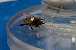 Honey bee foraging at a feeder with caffeinated sucrose solution (close-up)