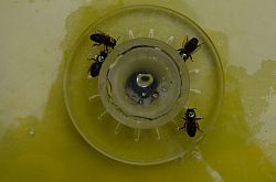 Honey bees foraging at a feeder with caffeinated sucrose solution