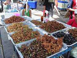 cooked edible insects for sale